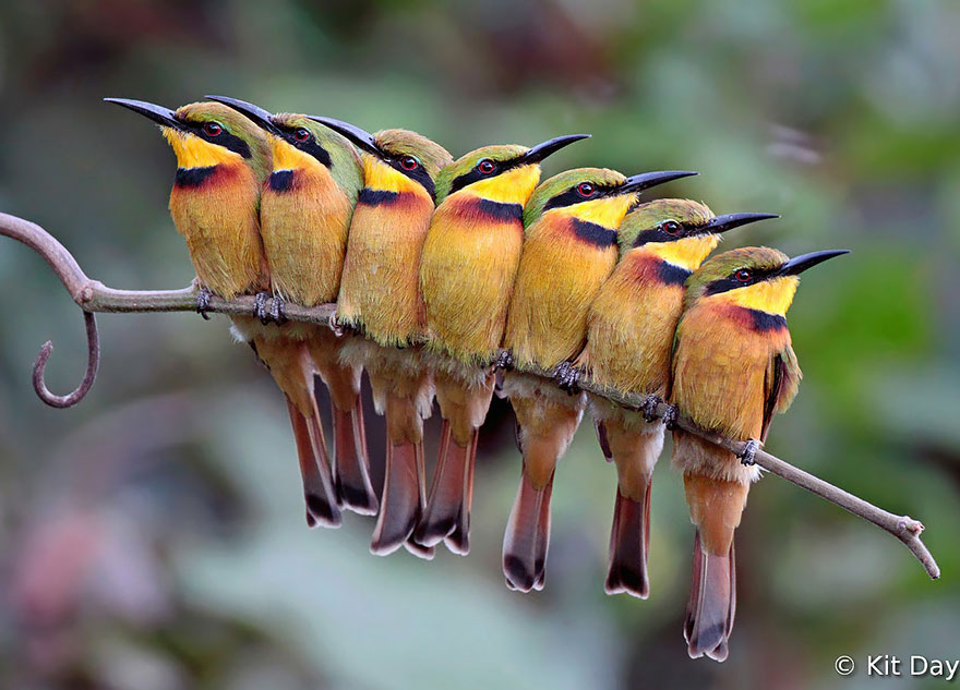 pajaros-acurrucados-contra-frio (1)