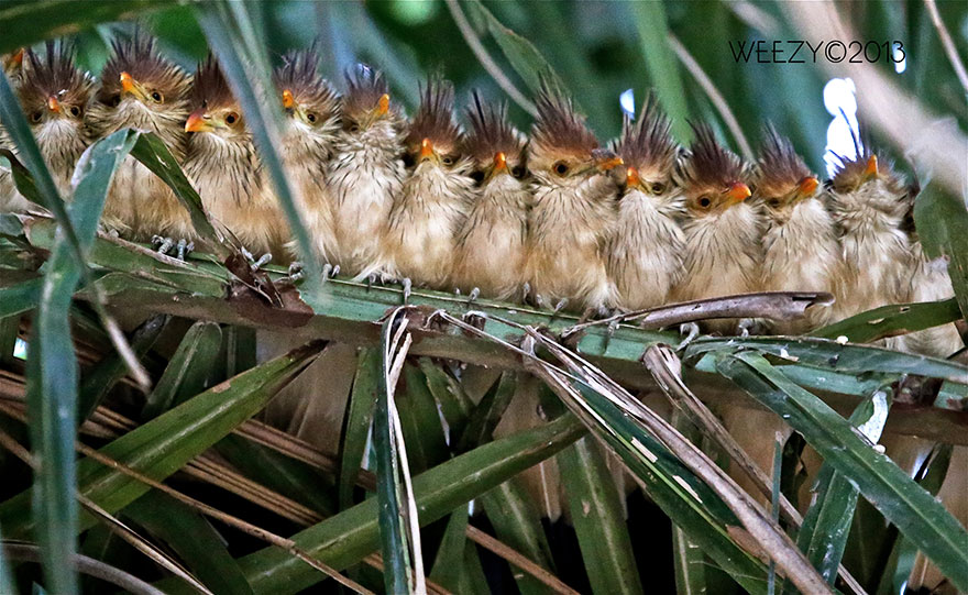 pajaros-acurrucados-contra-frio (2)