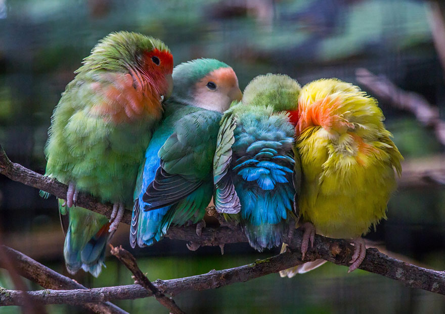 pajaros-acurrucados-contra-frio (4)