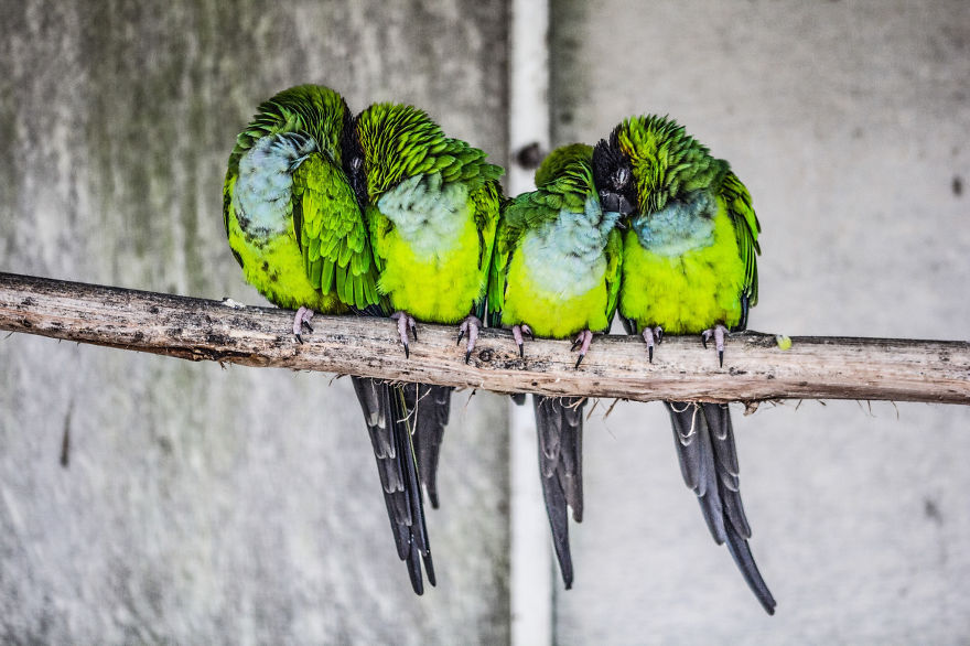 pajaros-acurrucados-contra-frio (5)