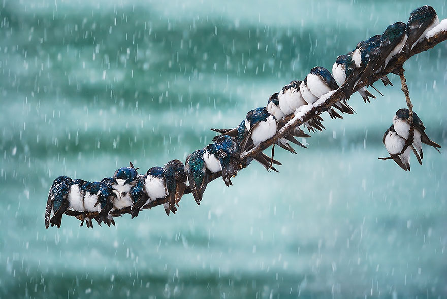 pajaros-acurrucados-contra-frio (6)