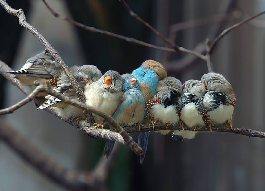 pajaros-acurrucados-contra-frio (7)
