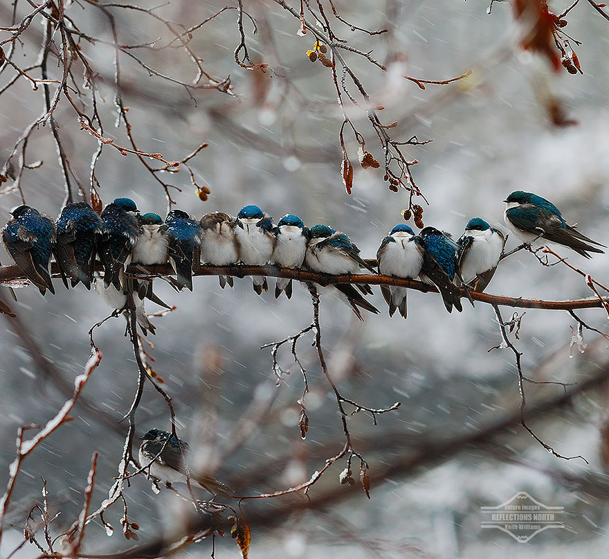 pajaros-acurrucados-contra-frio (8)