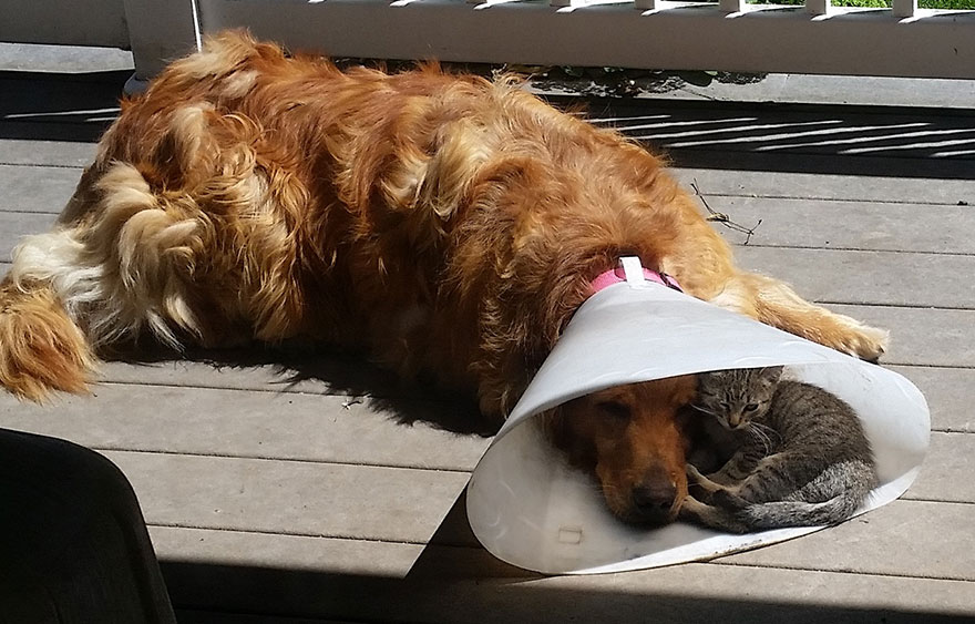perro-cono-gato-sombra-amistad-animal
