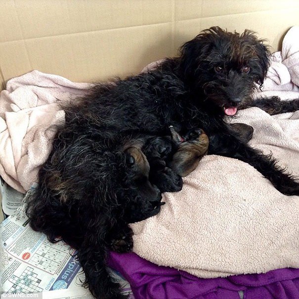 perro-pepper-adoptado-salva-mujer-asaltantes-creta-georgia-bradley (1)