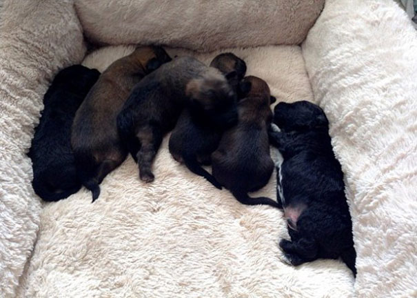 perro-pepper-adoptado-salva-mujer-asaltantes-creta-georgia-bradley (2)