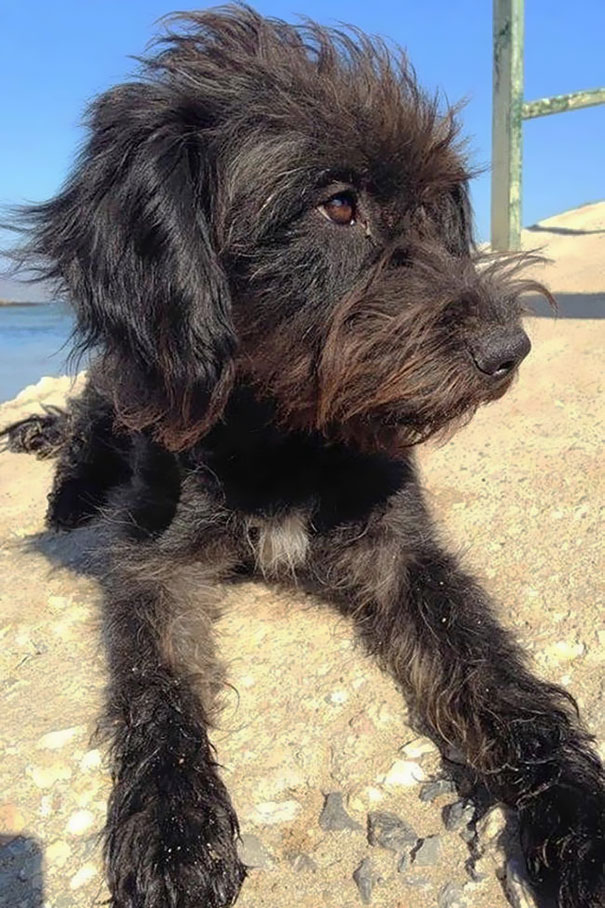 perro-pepper-adoptado-salva-mujer-asaltantes-creta-georgia-bradley (3)