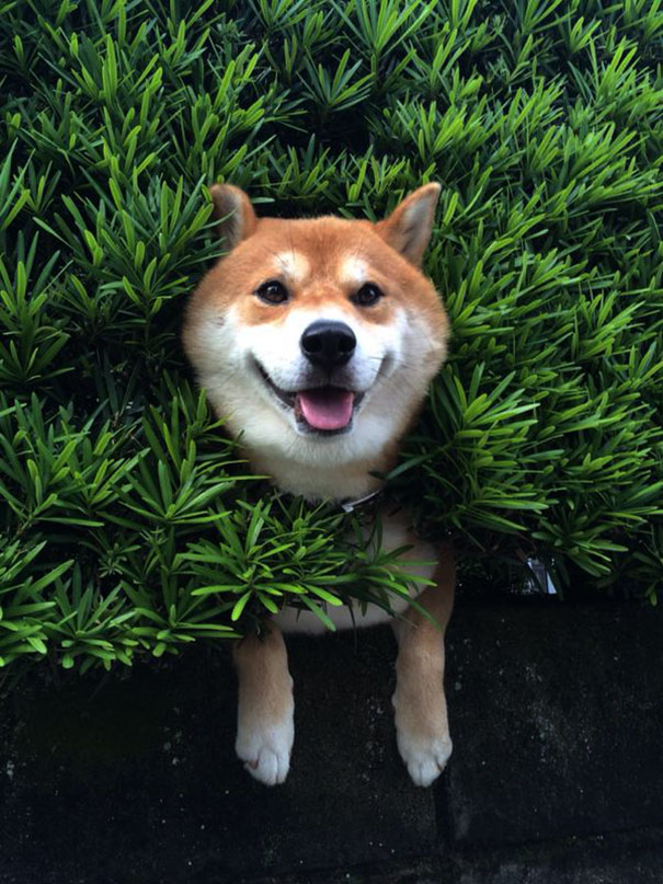 perro-shiba-atascado-arbusto-japon (1)