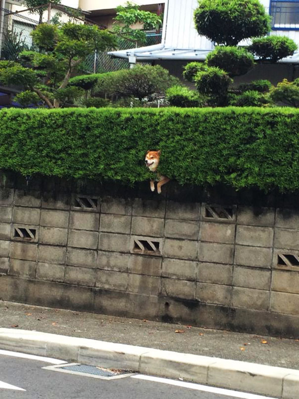 perro-shiba-atascado-arbusto-japon (2)