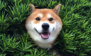 Este shiba se quedó atascado en un arbusto, pero le parece bien