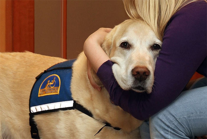 perros-juzgado-calmar-victimas-testigos-ellen-oneill-celeste-walsen (2)