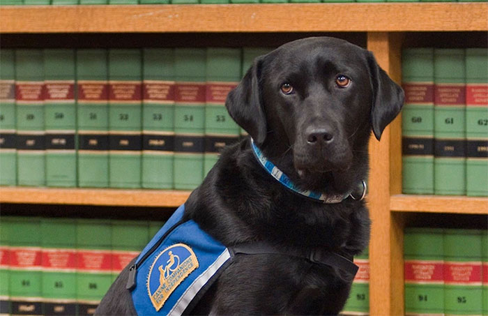 perros-juzgado-calmar-victimas-testigos-ellen-oneill-celeste-walsen (3)