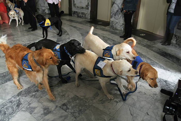 perros-juzgado-calmar-victimas-testigos-ellen-oneill-celeste-walsen (8)