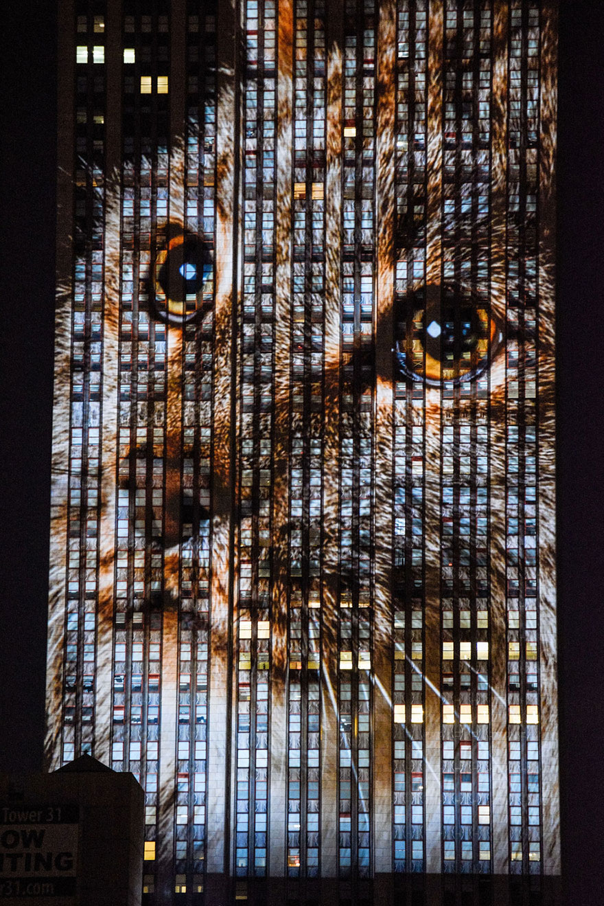 proyeccion-digital-empire-state-animales-amenazados (10)