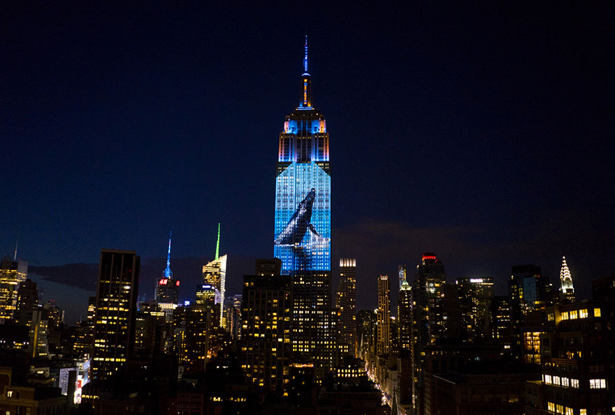 proyeccion-digital-empire-state-animales-amenazados (3)