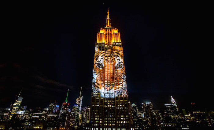 El león Cecil y otros 160 animales amenazados aparecieron proyectados en el Empire State