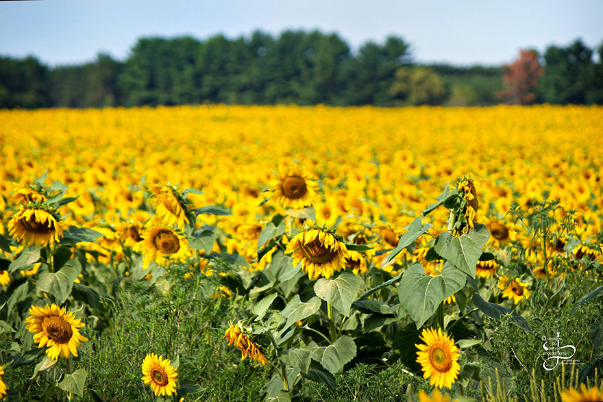 semillas-esperanza-babbette-girasoles-cancer-don-jaquish (6)