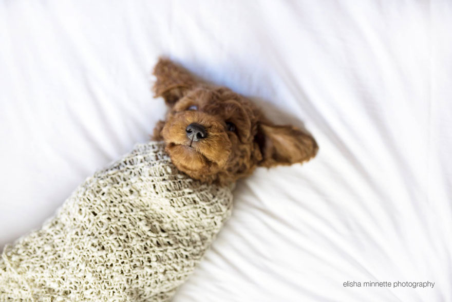 sesion-fotos-recien-nacido-perro-humphry-elisha-minette (11)