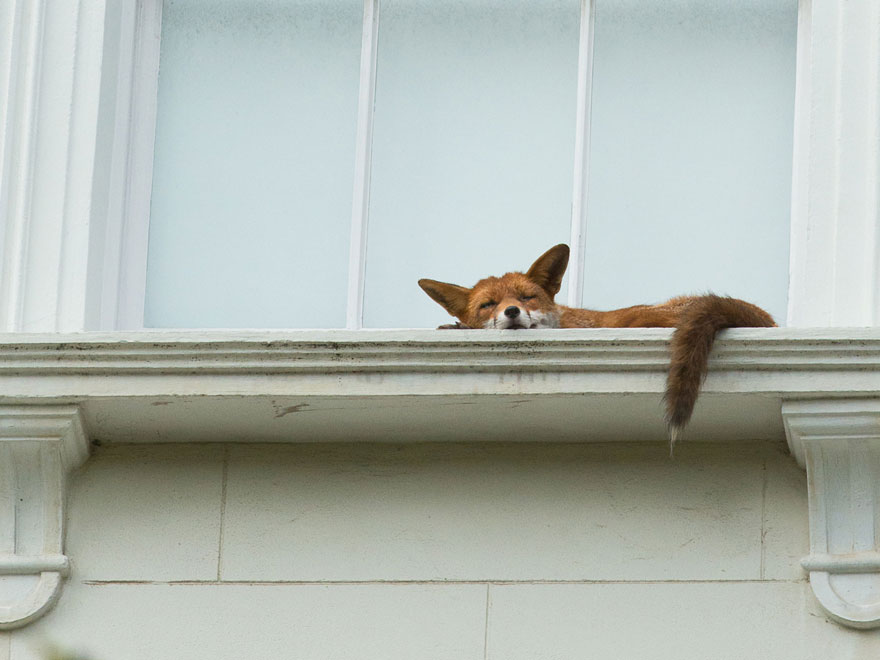 zorro-durmiendo-cornisa-londres (2)