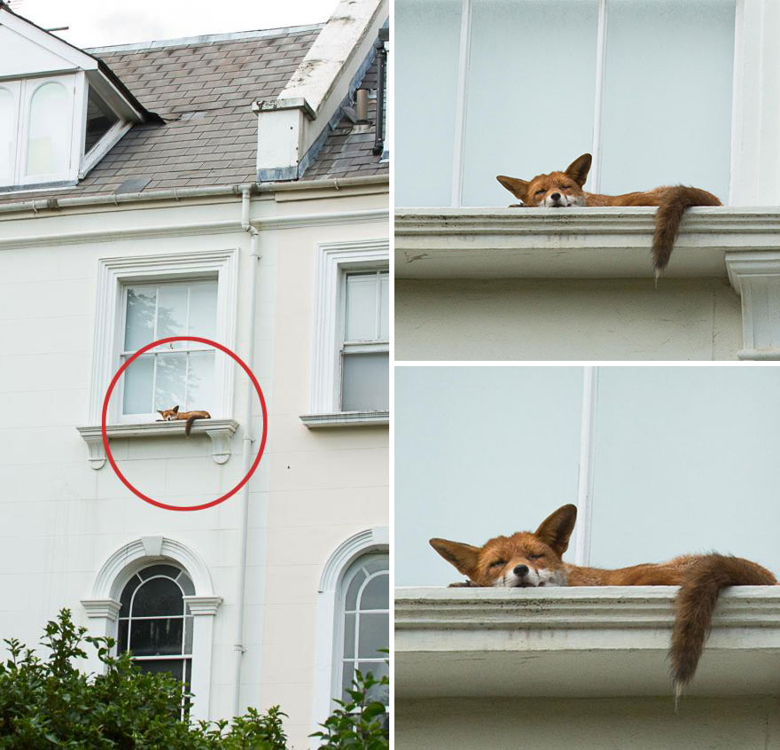 zorro-durmiendo-cornisa-londres (3)