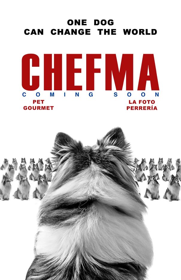 Un Perro Recrea Posters De Películas Nominadas A Los Pasados Premios De La Academia
