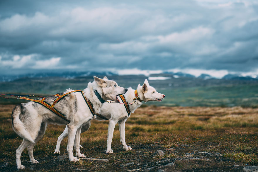 acampada-esqui-noruega-perro-husky-henrik-vikse (10)