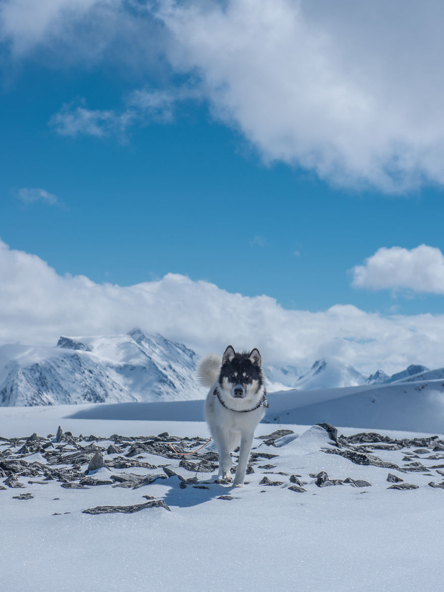 acampada-esqui-noruega-perro-husky-henrik-vikse (11)