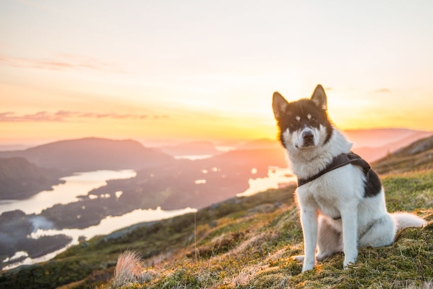 acampada-esqui-noruega-perro-husky-henrik-vikse (4)