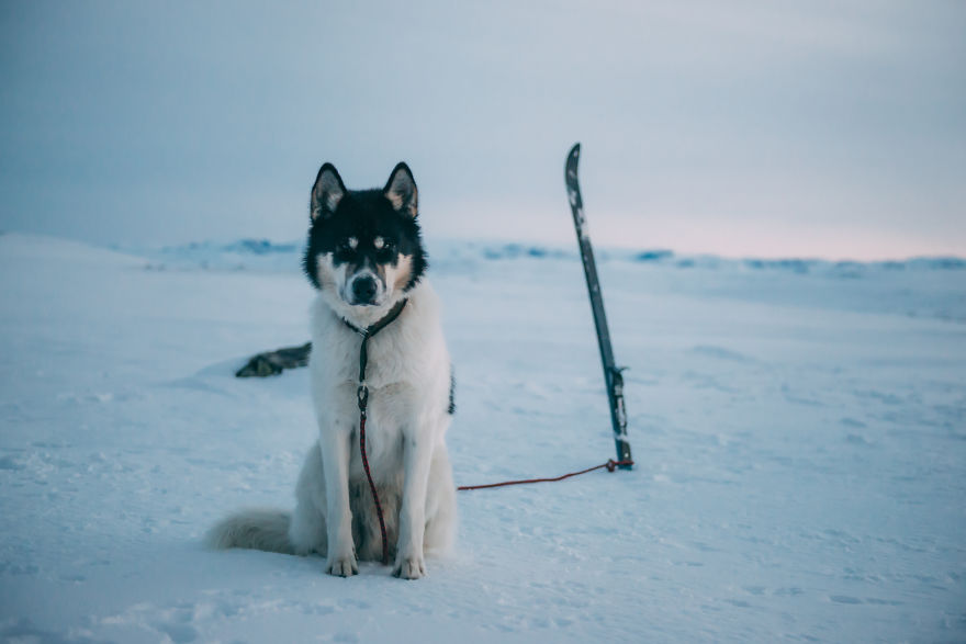 acampada-esqui-noruega-perro-husky-henrik-vikse (9)