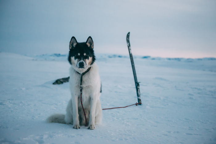 Dejé mi trabajo para irme de aventuras con mi perro husky