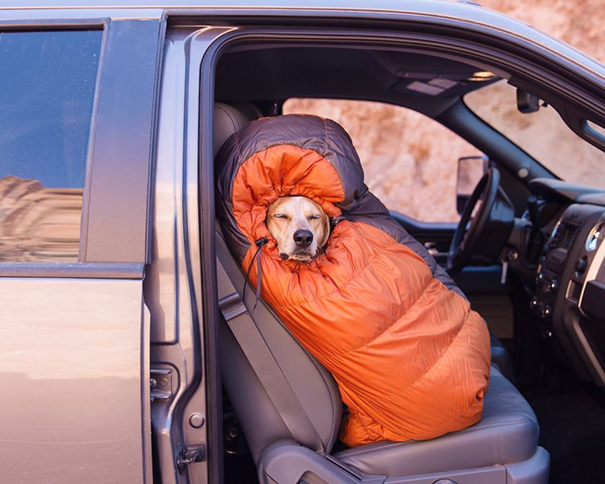 acampar-con-perros-ryan-carter (12)