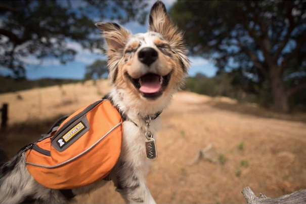 acampar-con-perros-ryan-carter (19)