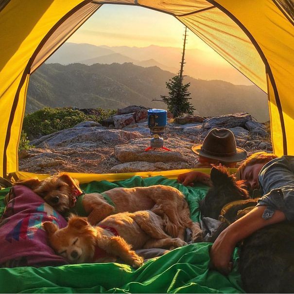 acampar-con-perros-ryan-carter (3)