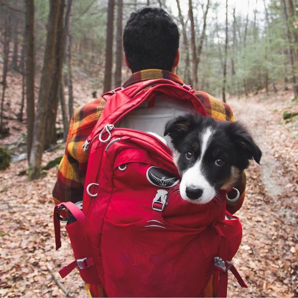 acampar-con-perros-ryan-carter (4)