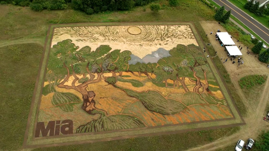 campo-plantado-pintura-van-gogh-olivos-stan-herd (1)