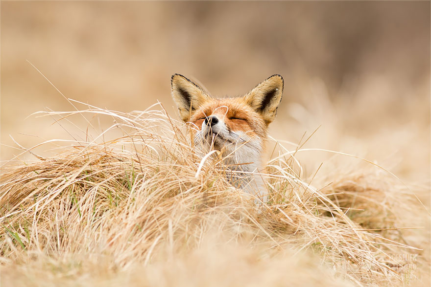 fotos-zorros-zen-roeselien-raimond (1)