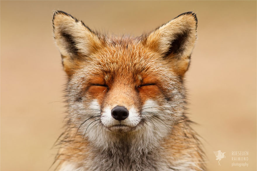 fotos-zorros-zen-roeselien-raimond (10)
