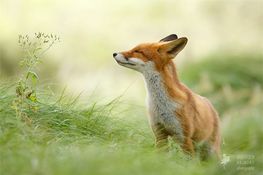 fotos-zorros-zen-roeselien-raimond (11)