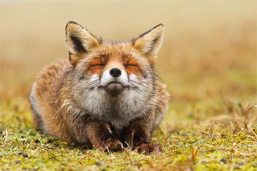 fotos-zorros-zen-roeselien-raimond (12)