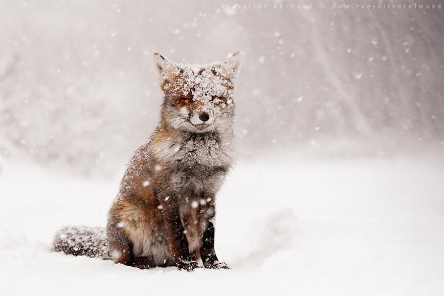 fotos-zorros-zen-roeselien-raimond (13)