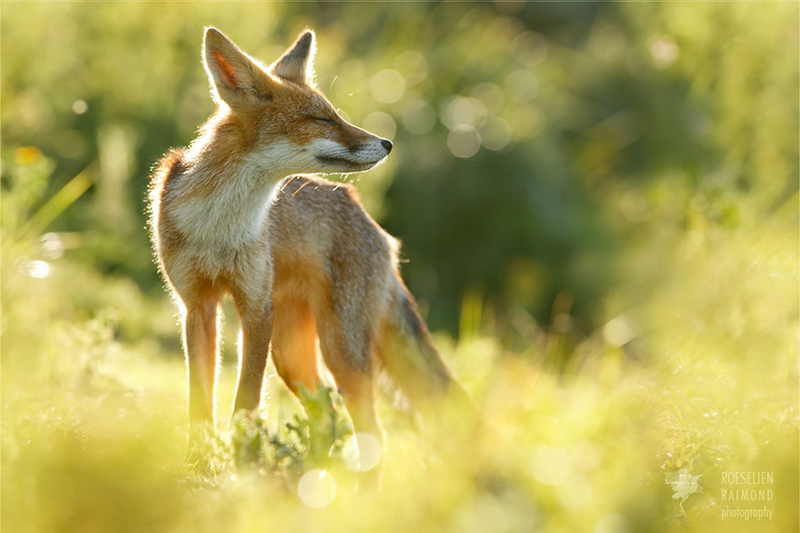 fotos-zorros-zen-roeselien-raimond (2)