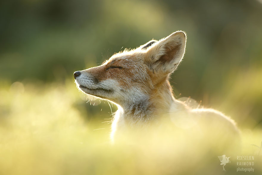 fotos-zorros-zen-roeselien-raimond (3)