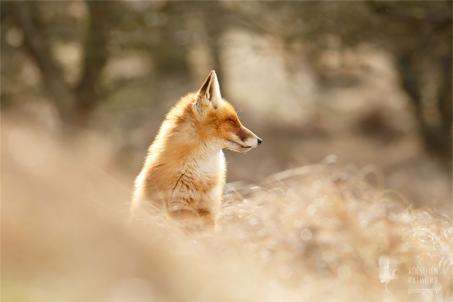 fotos-zorros-zen-roeselien-raimond (4)