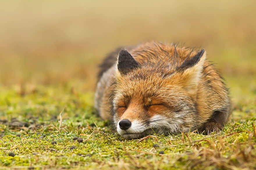 fotos-zorros-zen-roeselien-raimond (5)