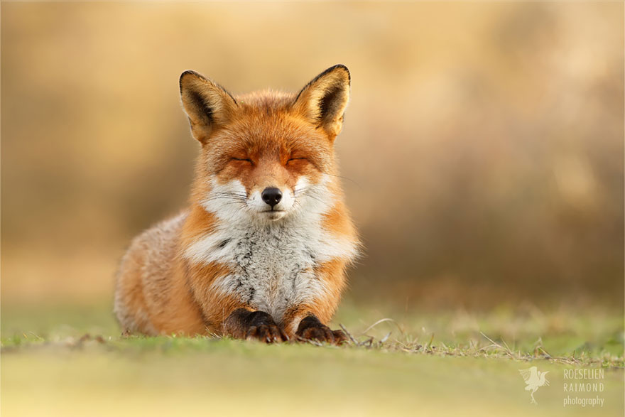 fotos-zorros-zen-roeselien-raimond (7)