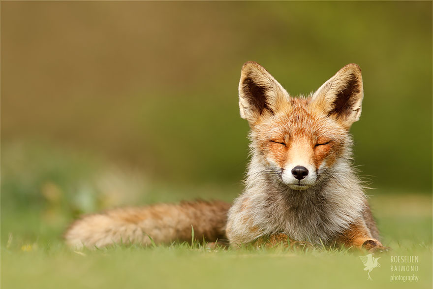 fotos-zorros-zen-roeselien-raimond (9)