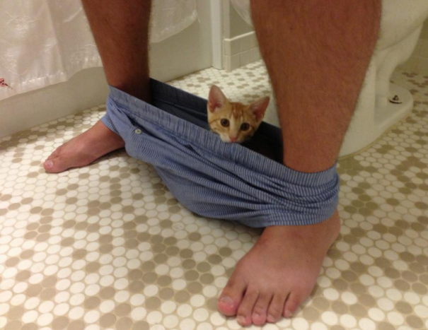 gatos-ajenos-espacio-personal (1)