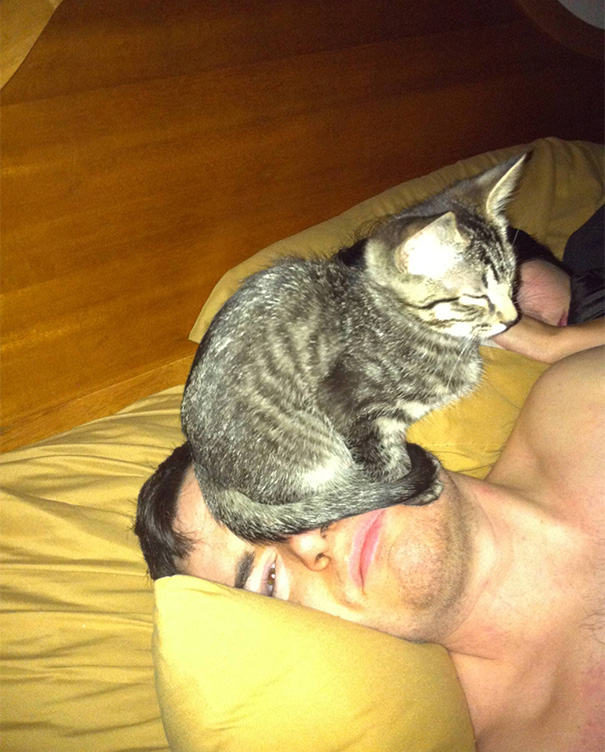 gatos-ajenos-espacio-personal (13)