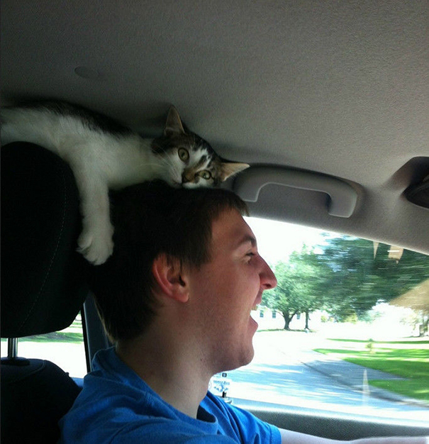 gatos-ajenos-espacio-personal (2)
