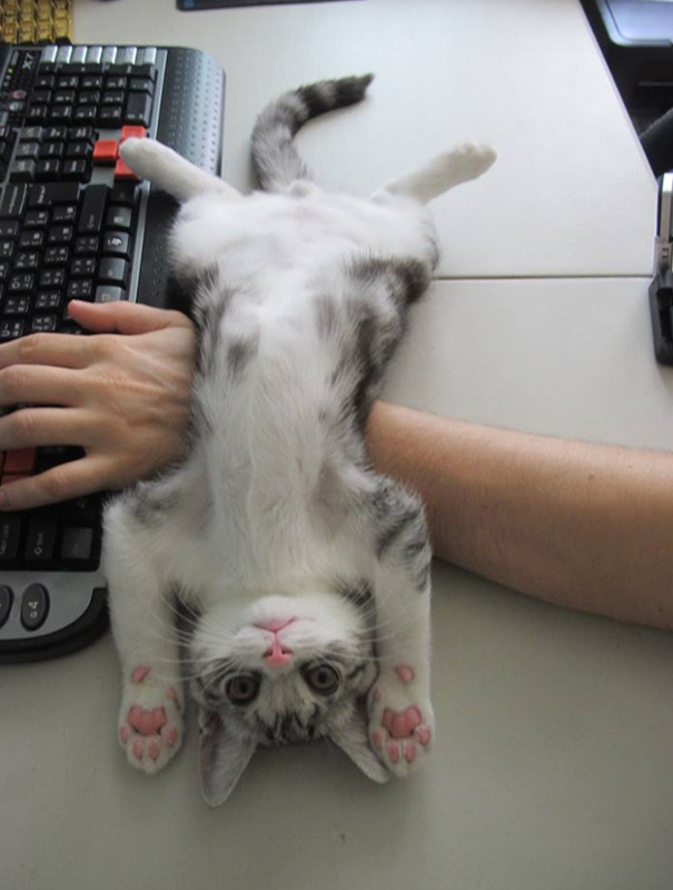 gatos-ajenos-espacio-personal (2)